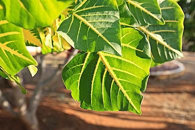 Fami通新一周销量榜：SE《三角战术》销量第一