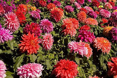 玩梗玩出花：“艾伦·韦克”向《绝地潜兵2》工作室致信